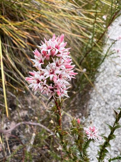 Sprengelia incarnata, photographed by Ramit Singal