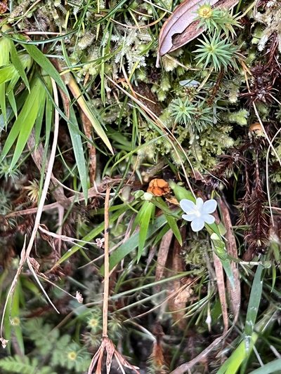Libertia pulchella, photographed by Ramit Singal