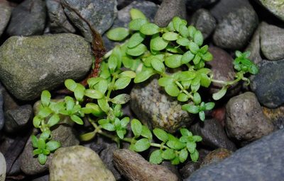 Callitriche terrestris, photographed by Zihao Wang