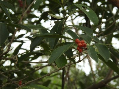 Citharexylum montevidense, photographed by Leonel Roget