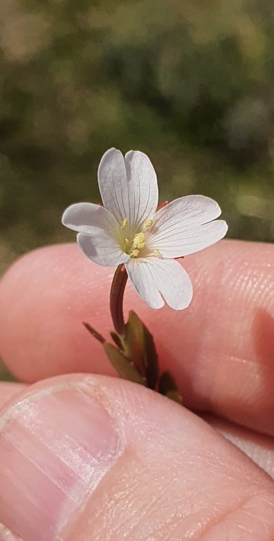 Epilobium elegans, photographed by Katie Jenkins