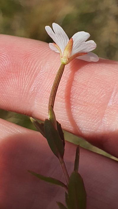 Epilobium elegans, photographed by Katie Jenkins