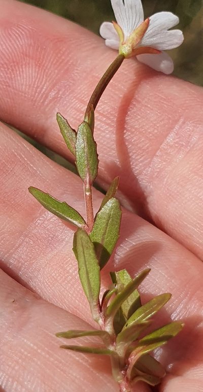 Epilobium elegans, photographed by Katie Jenkins