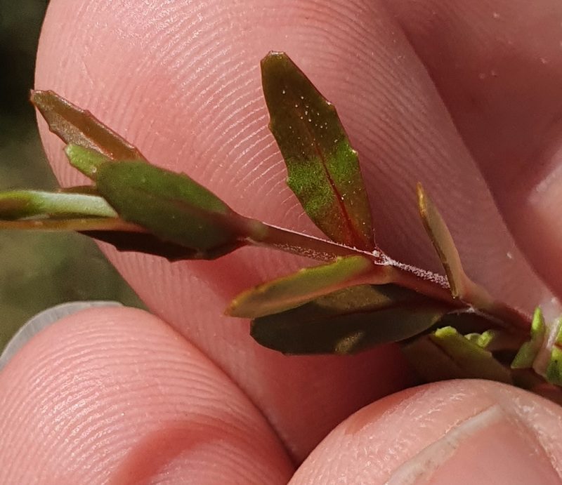 Epilobium elegans, photographed by Katie Jenkins
