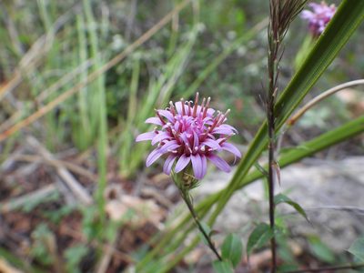 Acourtia purpusii, photographed by Leticia Jiménez Hernández