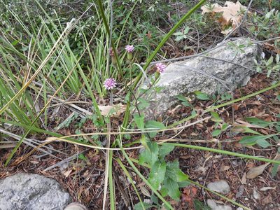 Acourtia purpusii, photographed by Leticia Jiménez Hernández