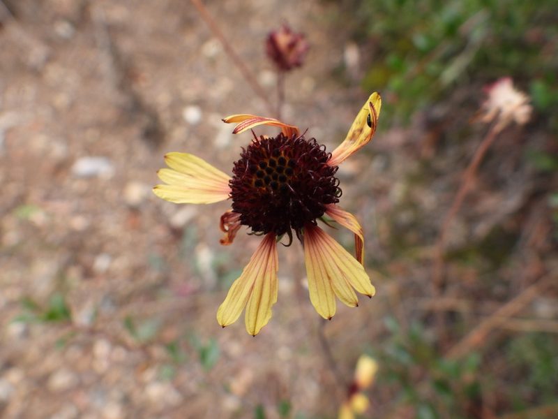 Gaillardia mexicana, photographed by Leticia Jiménez Hernández