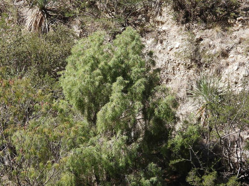 Pinus pinceana, photographed by Leticia Jiménez Hernández