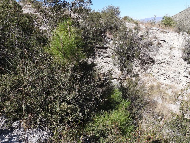 Pinus arizonica, photographed by Leticia Jiménez Hernández
