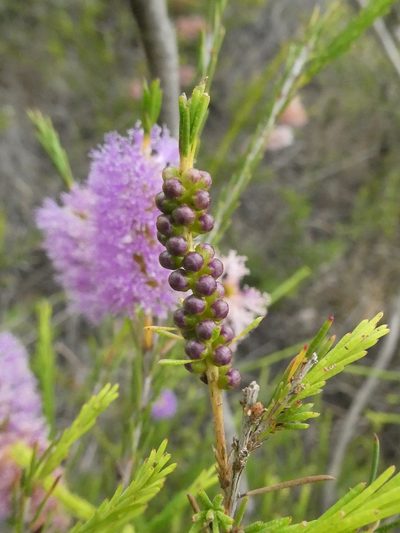 Melaleuca diosmatifolia, photographed by Gary Williams