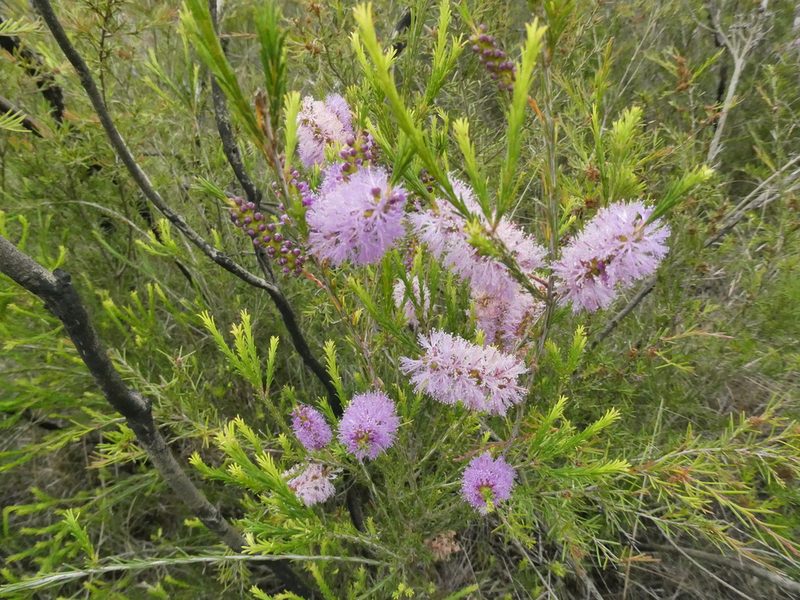 Melaleuca diosmatifolia, photographed by Gary Williams