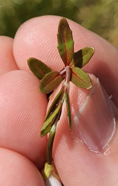 Epilobium elegans, photographed by Katie Jenkins
