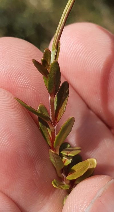 Epilobium elegans, photographed by Katie Jenkins