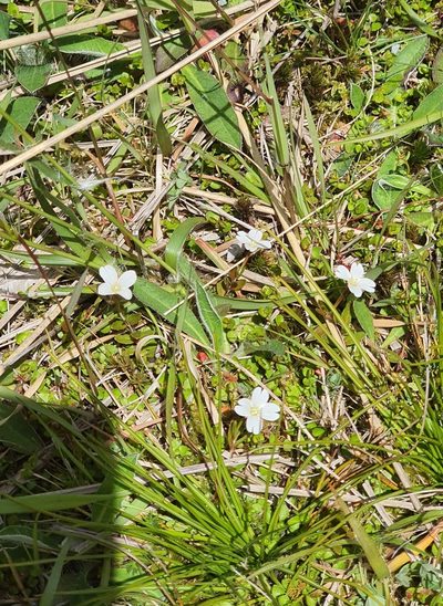 Epilobium elegans, photographed by Katie Jenkins