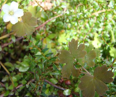 Geranium crassipes, photographed by Lisa Bennett