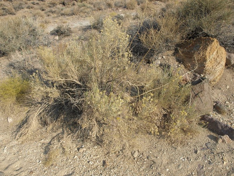 Lepidospartum latisquamum, photographed by Jim Morefield