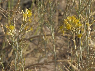 Lepidospartum latisquamum, photographed by Jim Morefield