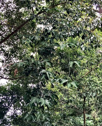 Gnetum luofuense, photographed by Yj