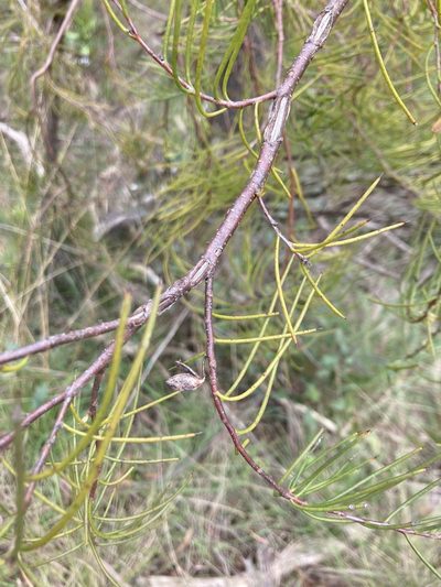 Hakea microcarpa, photographed by krumpianking