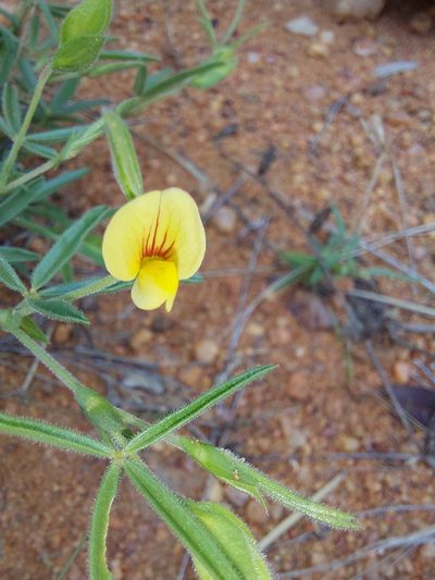 Zornia linearis, photographed by Manuel R Popp