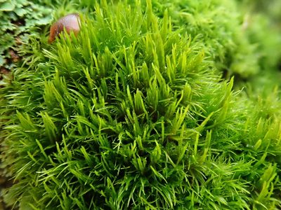 Orthodicranum flagellare, photographed by Christian Berg