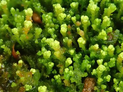 Odontoschisma denudatum, photographed by Christian Berg