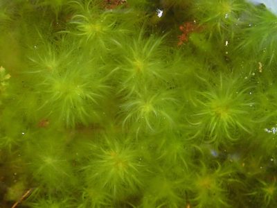 Sphagnum cuspidatum, photographed by Christian Berg
