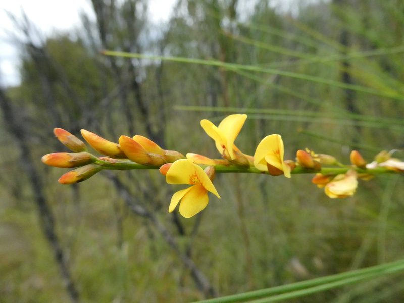 Viminaria juncea, photographed by Gary Williams