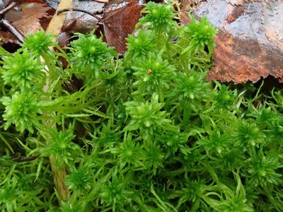 Sphagnum fimbriatum, photographed by Christian Berg