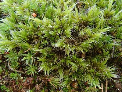 Racomitrium lanuginosum, photographed by Christian Berg