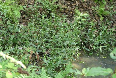 Adenostemma lavenia