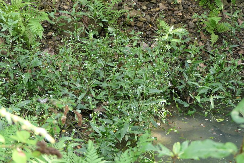 Adenostemma lavenia, photographed by Dinesh Valke
