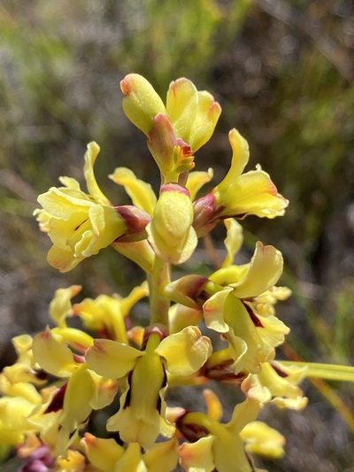 Tritoniopsis parviflora, photographed by Dave U