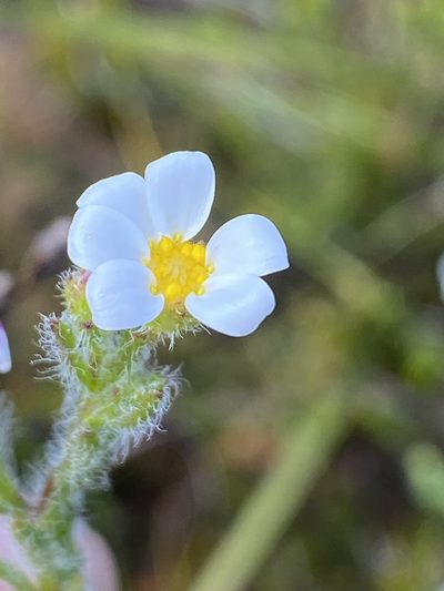 Zyrphelis foliosa, photographed by Dave U