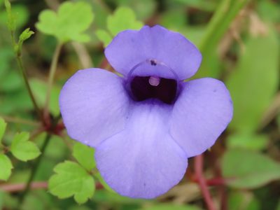 Torenia concolor, photographed by chiuluan