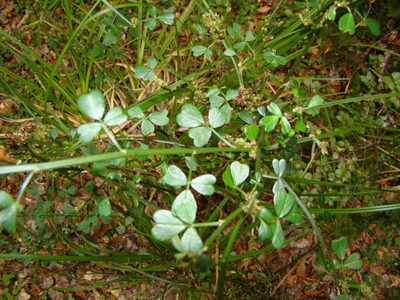 Carmichaelia arborea, photographed by Lisa Bennett