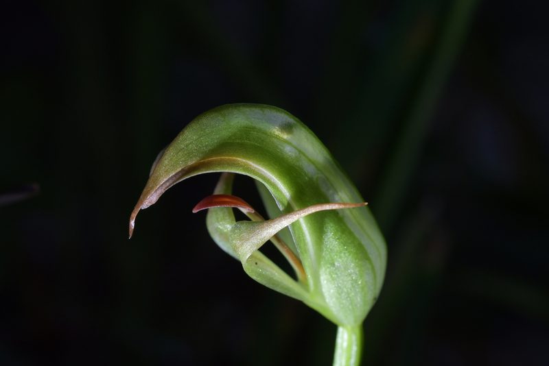 Pterostylis areolata, photographed by Christopher Stephens