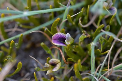 Carmichaelia corrugata, photographed by Christopher Stephens