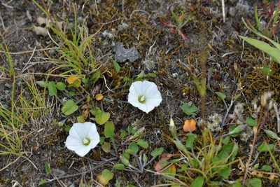 Convolvulus waitaha, photographed by Christopher Stephens