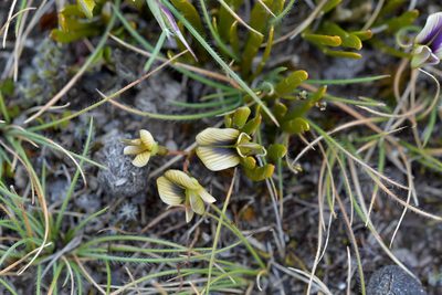 Carmichaelia corrugata, photographed by Christopher Stephens