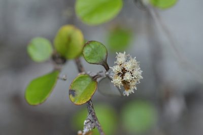 Helichrysum lanceolatum, photographed by Christopher Stephens