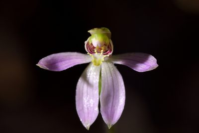 Caladenia variegata, photographed by Christopher Stephens