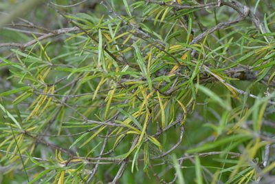 Olearia lineata, photographed by Christopher Stephens