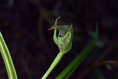 Pterostylis graminea, photographed by Christopher Stephens
