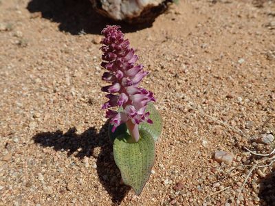 Lachenalia carnosa, photographed by Peter Warren
