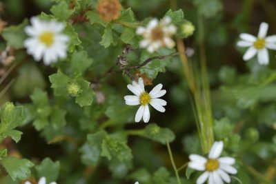 Vittadinia australis, photographed by Christopher Stephens
