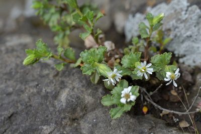 Vittadinia australis, photographed by Christopher Stephens