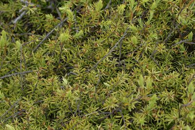 Leptecophylla juniperina, photographed by Christopher Stephens