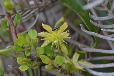 Clematis foetida, photographed by Christopher Stephens