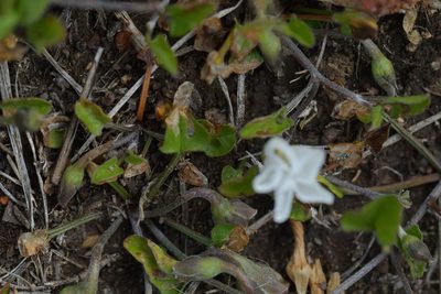 Convolvulus waitaha, photographed by Christopher Stephens